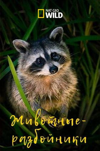 Животные-разбойники (2017) 