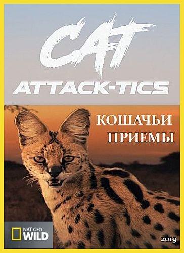 Кошачьи приемы (2019) 