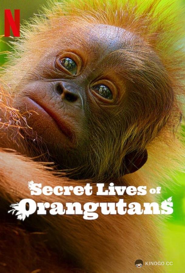 Тайная жизнь орангутанов (2024) 