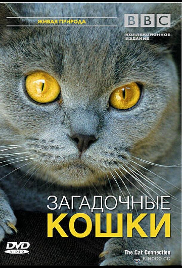 BBC: Загадочные кошки