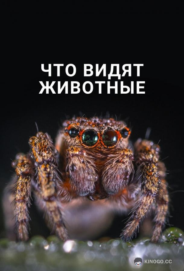 Что видят животные (2018) 