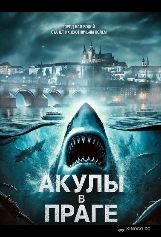 Акулы в Праге